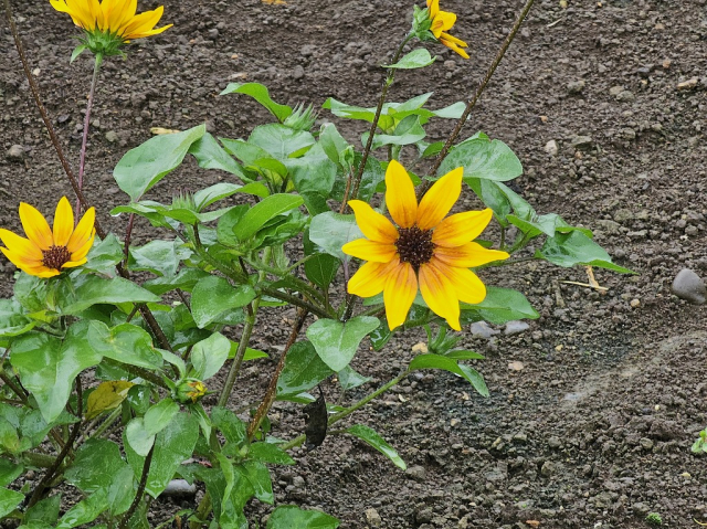 幸福駅　ひまわり