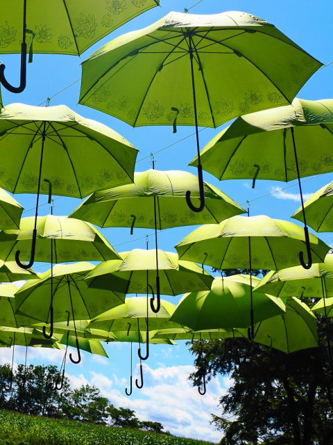 六花の森　カサ