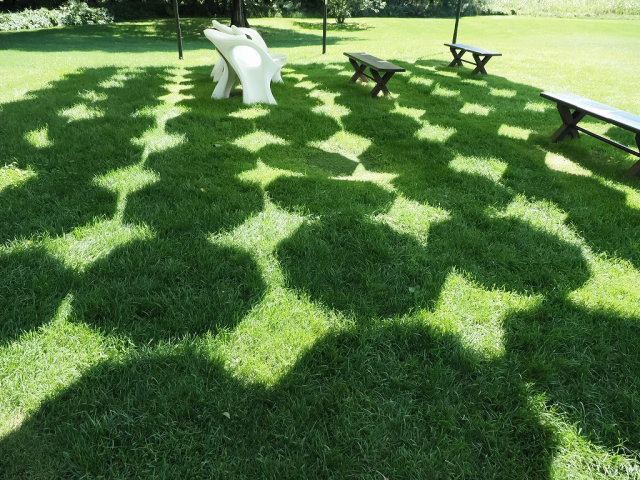 六花の森　カサ