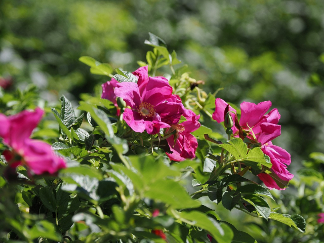 六花の森　ハマナシ（ハマナス）