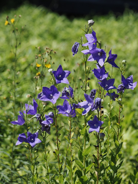 六花の森　キキョウ