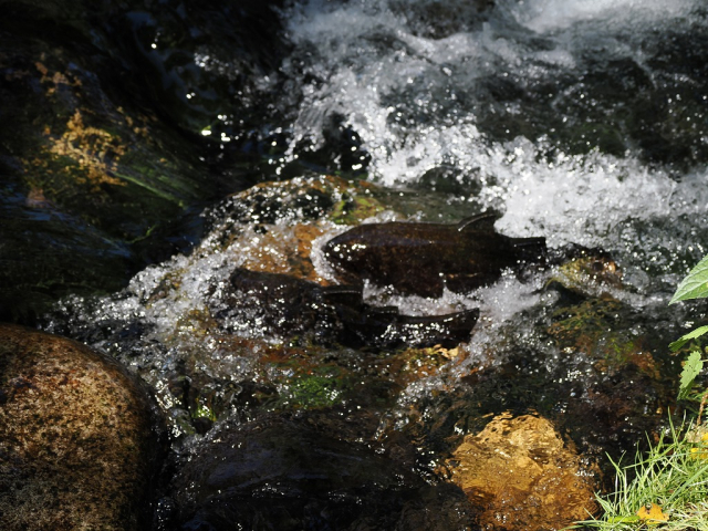六花の森　彫刻家・青木三四郎作品