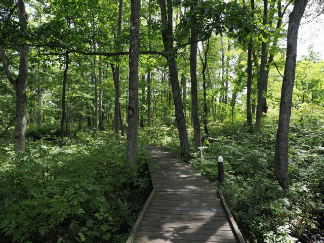 十勝千年の森