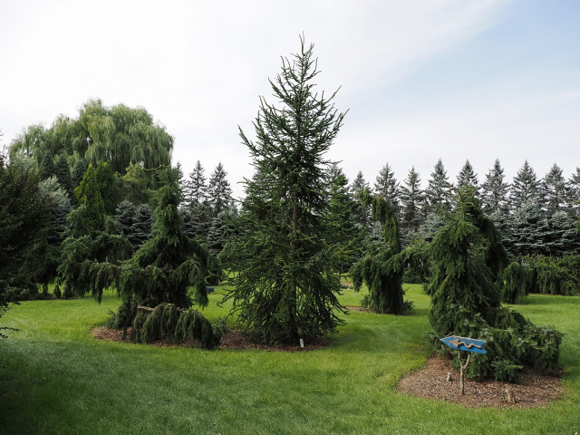 真鍋庭園　モンスターガーデン