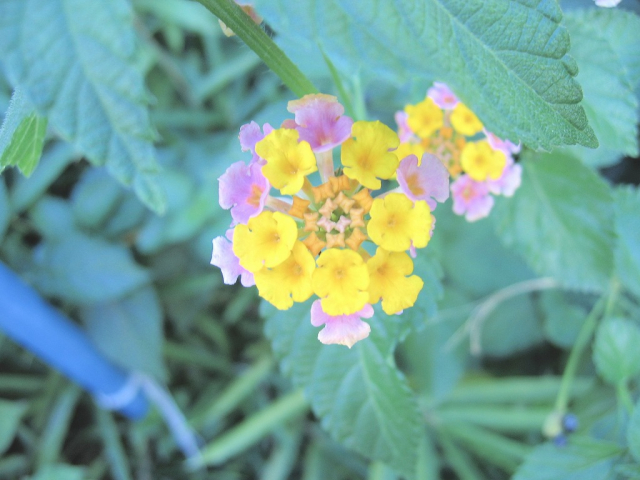ピンク×イエロー　ランタナ