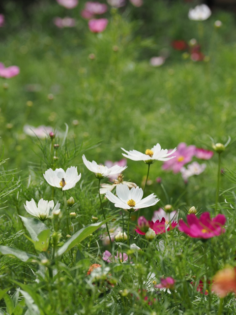 コスモス