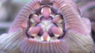 タッカ・シャントリエリ