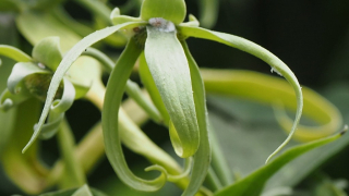 チャボイランイランノキ