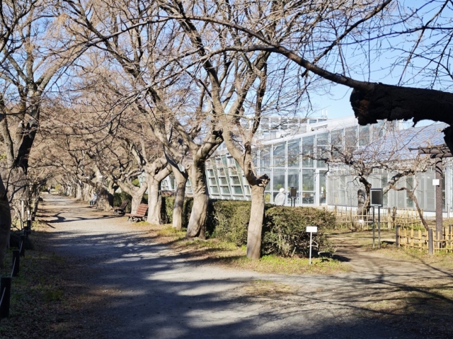 小石川植物園