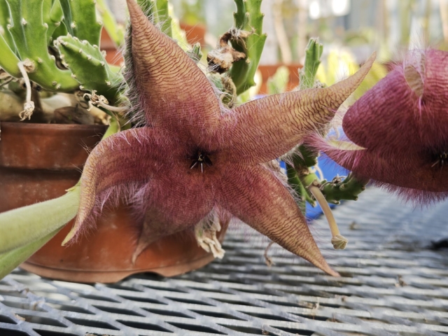 小石川植物園温室の大きい花