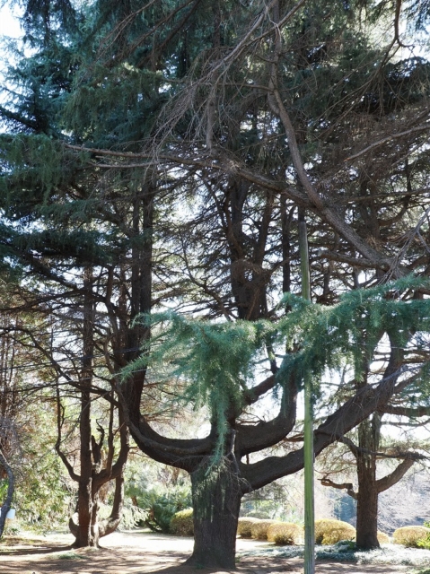 小石川植物園