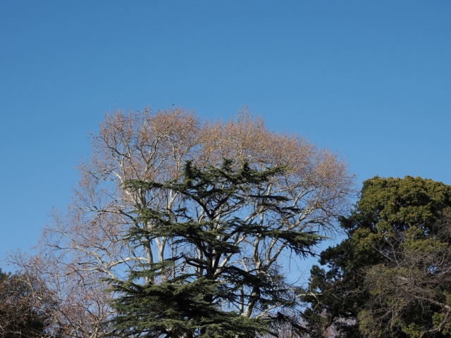 小石川植物園