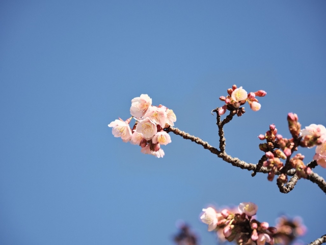 カンザクラ（寒桜）