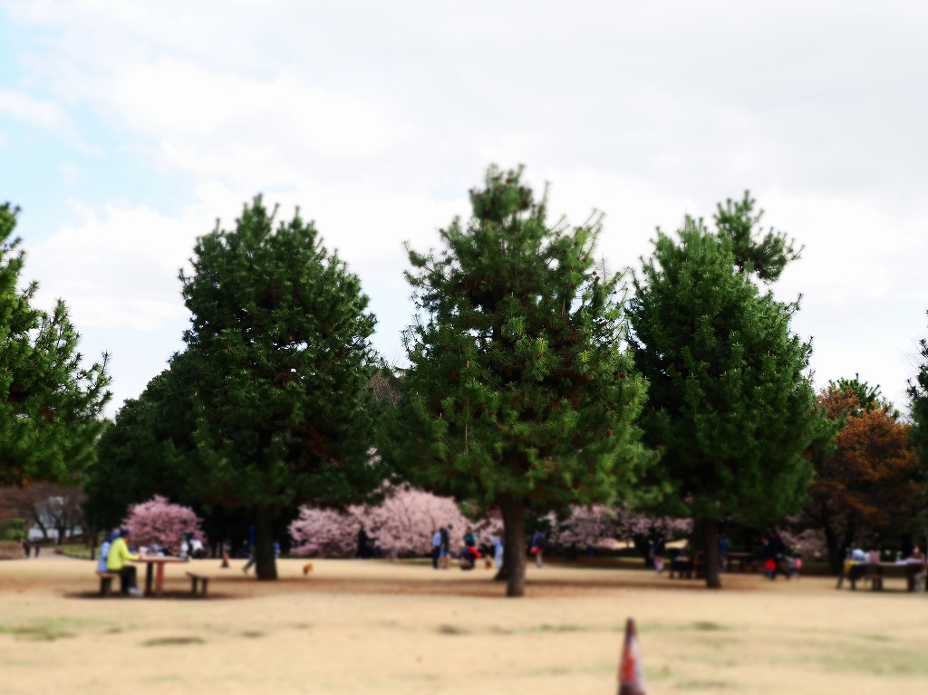 神奈川県立相模原公園