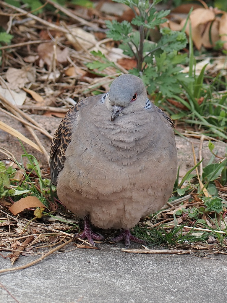 鳩