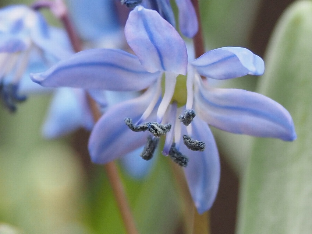 スプリングビューティー