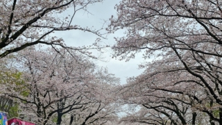 第53回相模原市民桜まつり