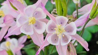 桜まつりで購入したオダマキ