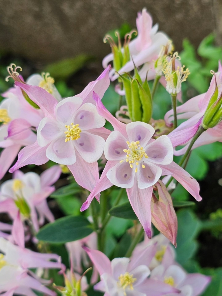 桜まつりで購入したオダマキ