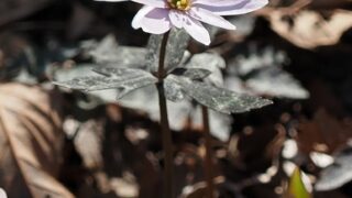 ユキワリイチゲ