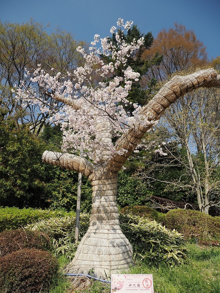 ジンダイアケボノ