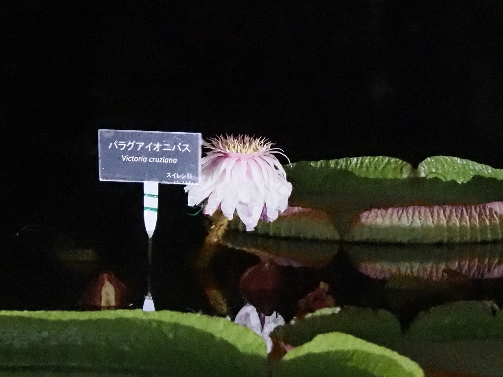 オニバス